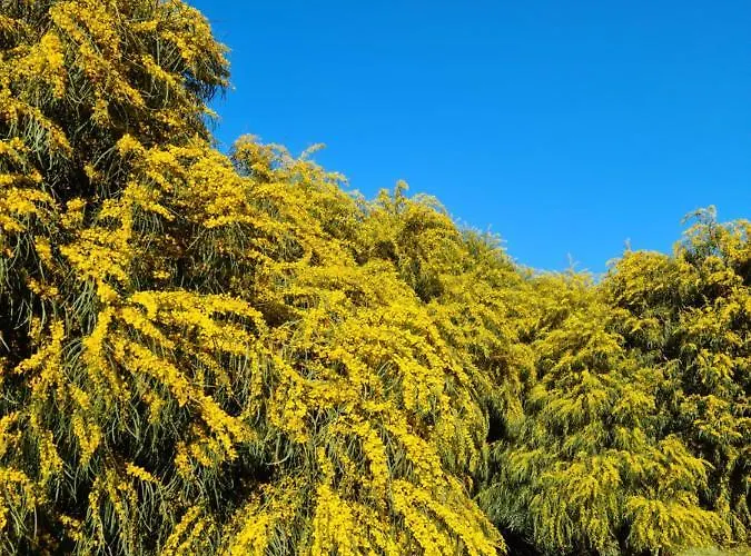 Mathias * 卡斯蒂亚达斯